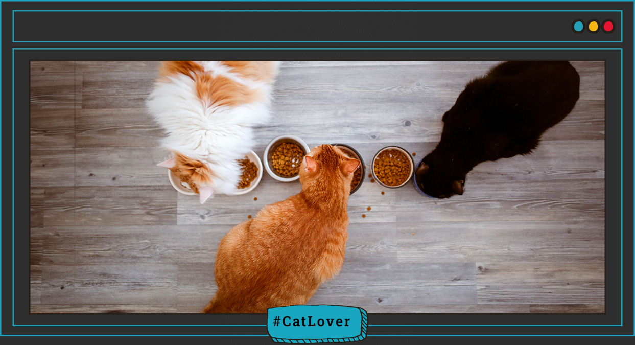 cambiar el alimento de un gato
